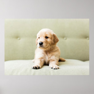 Golden Retriever Welpe auf Couch Poster