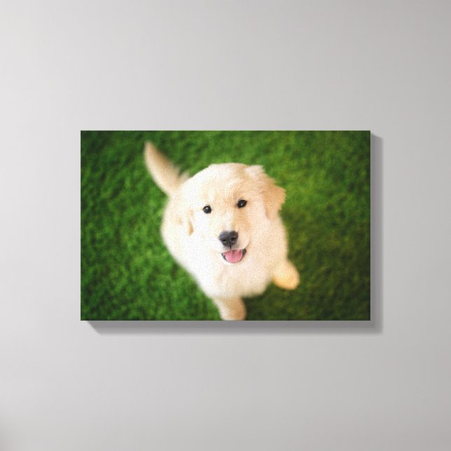 Golden Retriever Welpe auf Gras Leinwanddruck (Vorderseite)