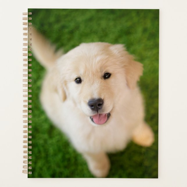Golden Retriever Welpe auf Gras Planer (Vorderseite)
