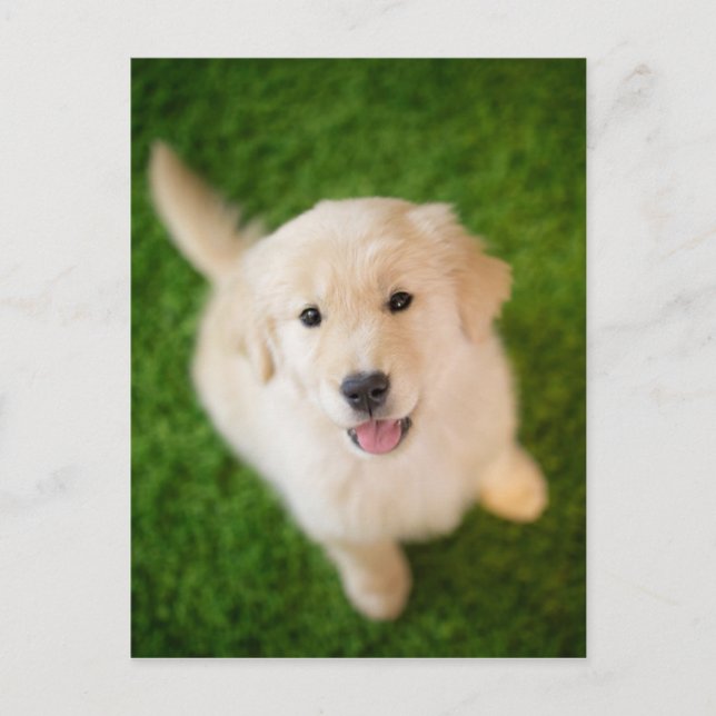 Golden Retriever Welpe auf Gras Postkarte (Vorderseite)