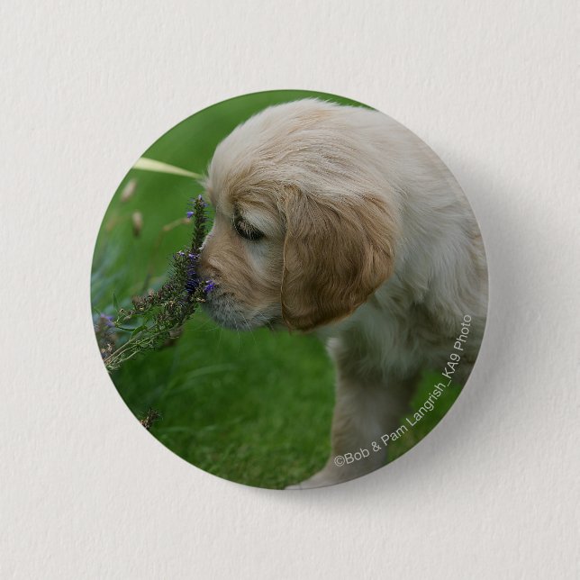 Golden retriever-Welpe Button (Vorderseite)