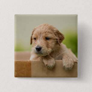 Golden Retriever Welpe Button