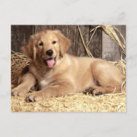 Golden Retriever Welpe Doppy Blank Postkarte