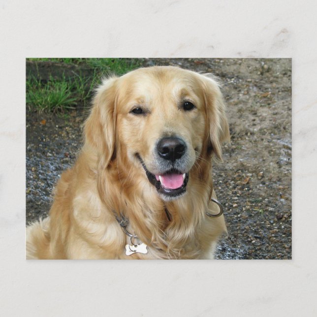 Golden Retriever Welpe Doppy Blank Postkarte (Vorderseite)