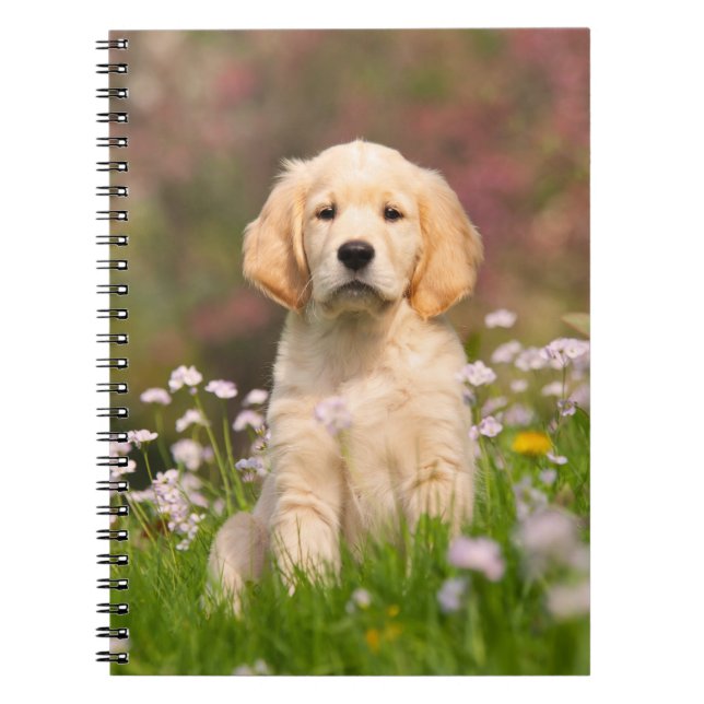 Golden Retriever Welpe ein niedlicher Goldie Notizblock (Vorderseite)