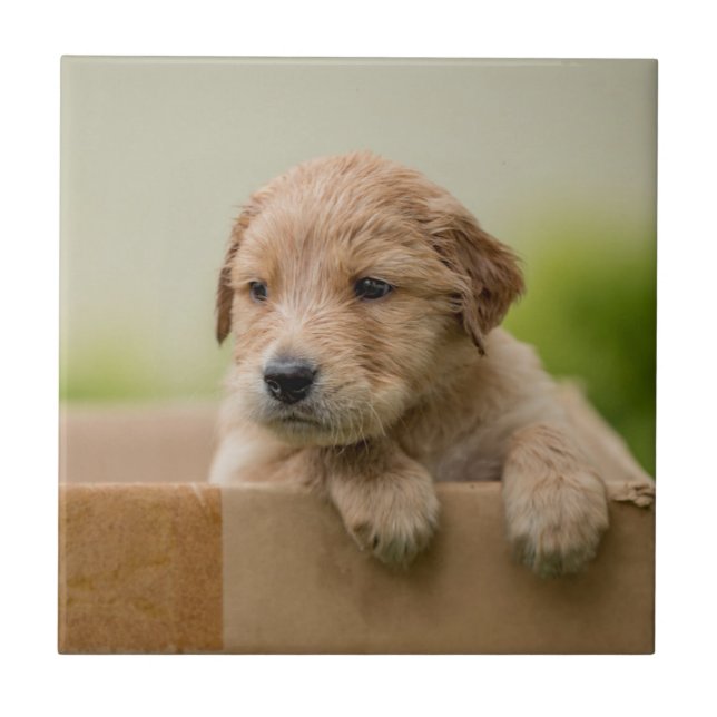 Golden Retriever Welpe Fliese (Vorderseite)