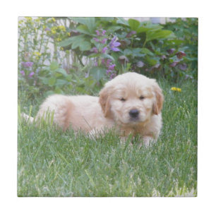 Golden retriever-Welpe Fliese