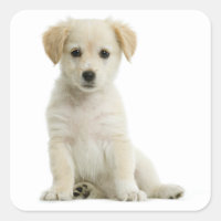 Golden Retriever Welpe Hundeaufkleber / Etikett /