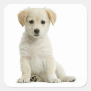 Golden Retriever Welpe Hundeaufkleber / Etikett / Quadratischer Aufkleber