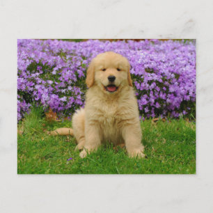 Golden Retriever Welpe im Bett von Lavendel-Phlox Postkarte
