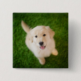 Golden Retriever Welpe im Gras Button