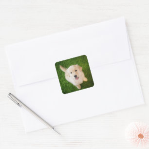 Golden Retriever Welpe im Gras Quadratischer Aufkleber