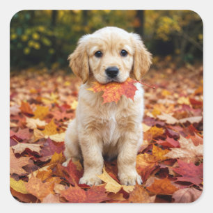 Golden Retriever Welpe im Herbstlaub Quadratischer Aufkleber