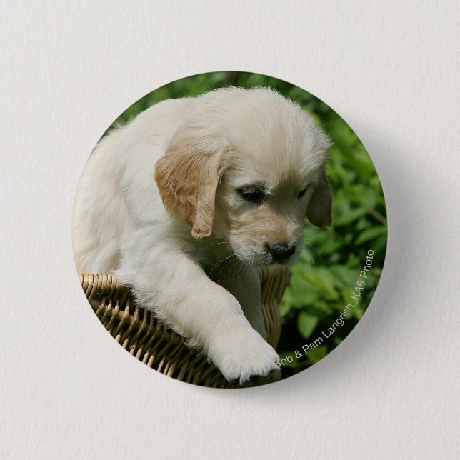 Golden retriever-Welpe im Korb Button (Vorderseite)