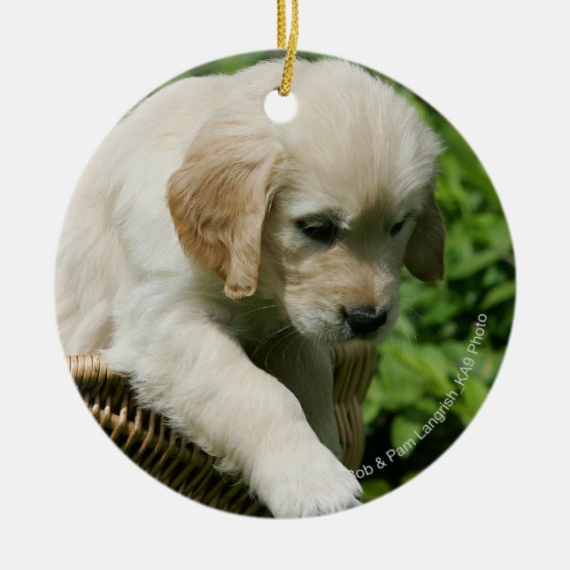 Golden retriever-Welpe im Korb Keramik Ornament (Vorne)