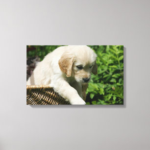 Golden retriever-Welpe im Korb Leinwanddruck