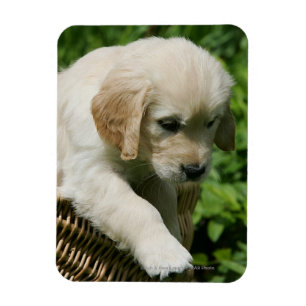 Golden retriever-Welpe im Korb Magnet
