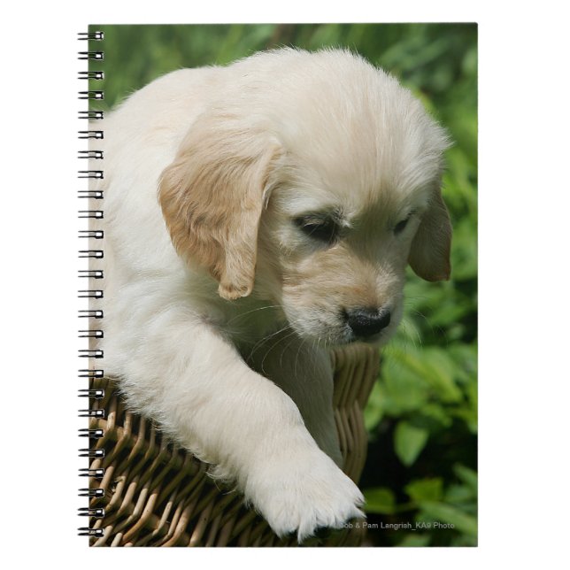Golden retriever-Welpe im Korb Notizblock (Vorderseite)