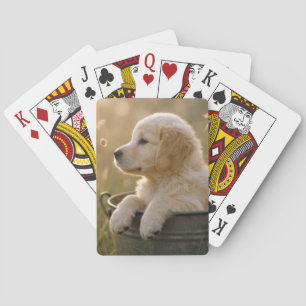 Golden Retriever-Welpe in einem Metall-Eimer Spielkarten