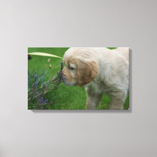 Golden retriever-Welpe Leinwanddruck