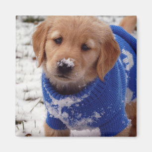 Golden retriever-Welpe Magnet