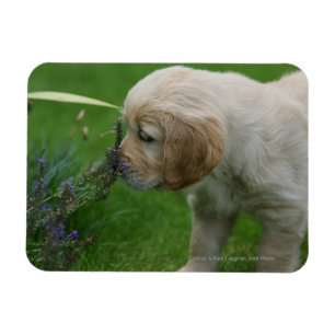 Golden retriever-Welpe Magnet