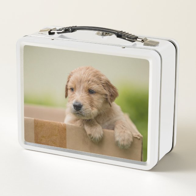 Golden Retriever Welpe Metall Brotdose (Rückseite)