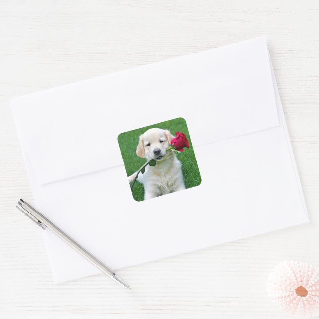 Golden Retriever Welpe mit Rote Rose Quadratischer Aufkleber (Umschlag)