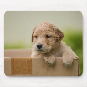 Golden Retriever Welpe Mousepad