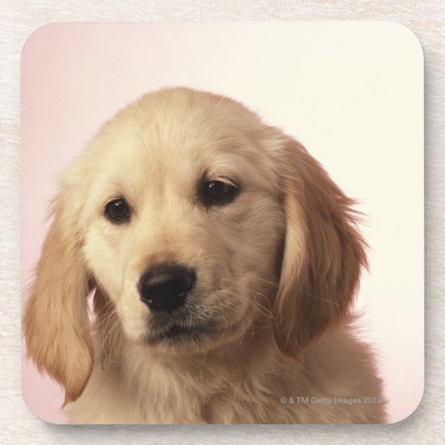 Golden retriever-Welpe Untersetzer (Vorderseite)