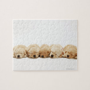Golden retriever-Welpen