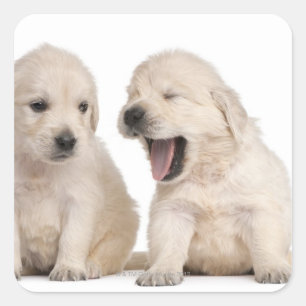Golden Retriever Welpen (4 Wochen alt) Quadratischer Aufkleber