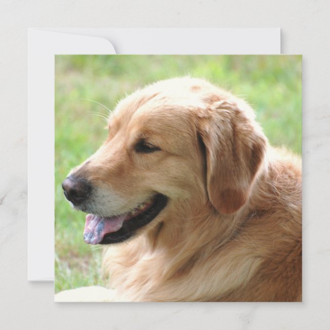 Golden retriever-Welpen-Einladungen Einladung (Vorderseite)