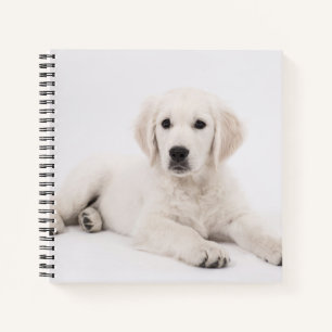 Golden Retriever Welpen Foto Notizbuch