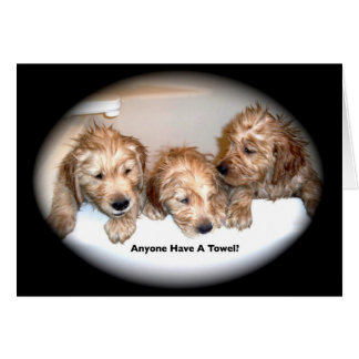 Golden retriever-Welpen in der Wanne