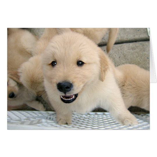Golden retriever-Welpen-Therapie erhalten gut Karte