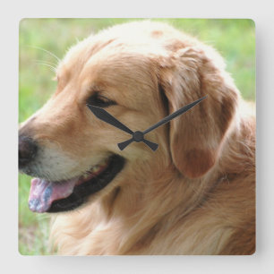 Golden retriever-Welpen-Uhr Quadratische Wanduhr