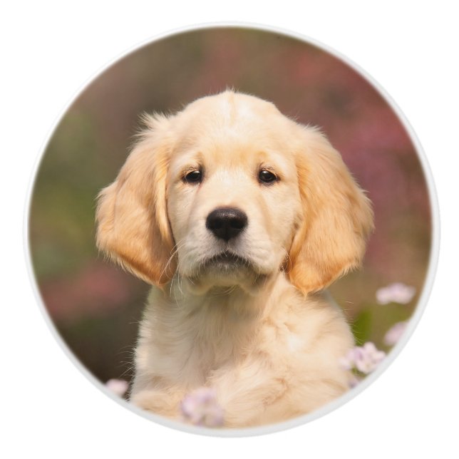 Golden Retriever Welpenportrait Keramikknauf (Vorderseite)