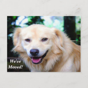 Golden Retriever Wir haben eine neue Adresse versc Ankündigungspostkarte