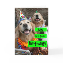 Golden Retriever Yay Es ist dein Geburtstag