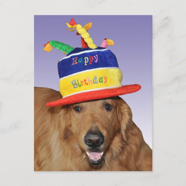 Golden retrievergeburtstagskuchen-Hutpostkarte Postkarte (Vorderseite)