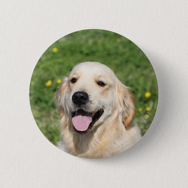 Golden retrieverHeadshot 1 Button (Vorderseite)