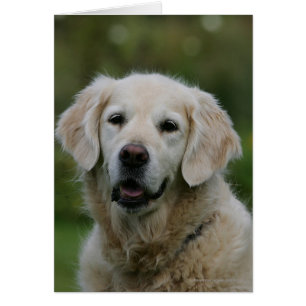 Golden retrieverHeadshot 2