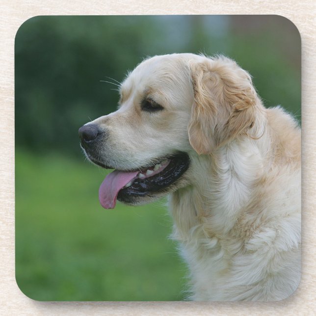 Golden retrieverHeadshot 2 2 Getränkeuntersetzer (Vorderseite)