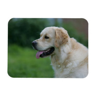 Golden retrieverHeadshot 2 2 Magnet