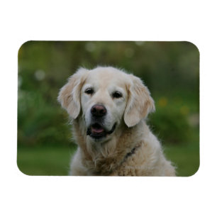 Golden retrieverHeadshot 2 Magnet