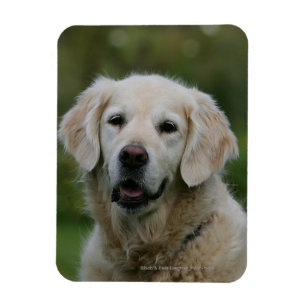 Golden retrieverHeadshot 2 Magnet