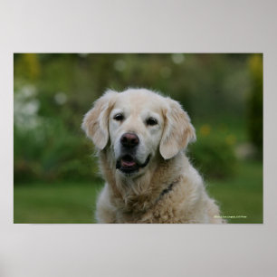 Golden retrieverHeadshot 2 Poster