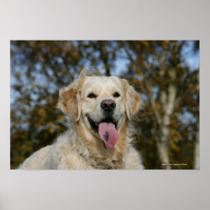 Golden retrieverHeadshot 3 Poster