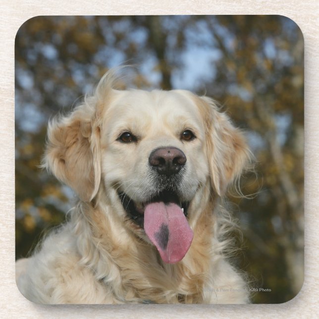 Golden retrieverHeadshot 3 Untersetzer (Vorderseite)